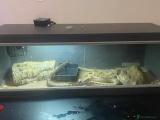 Corn Snake reptiles corn snake sex unknown - Advert 1