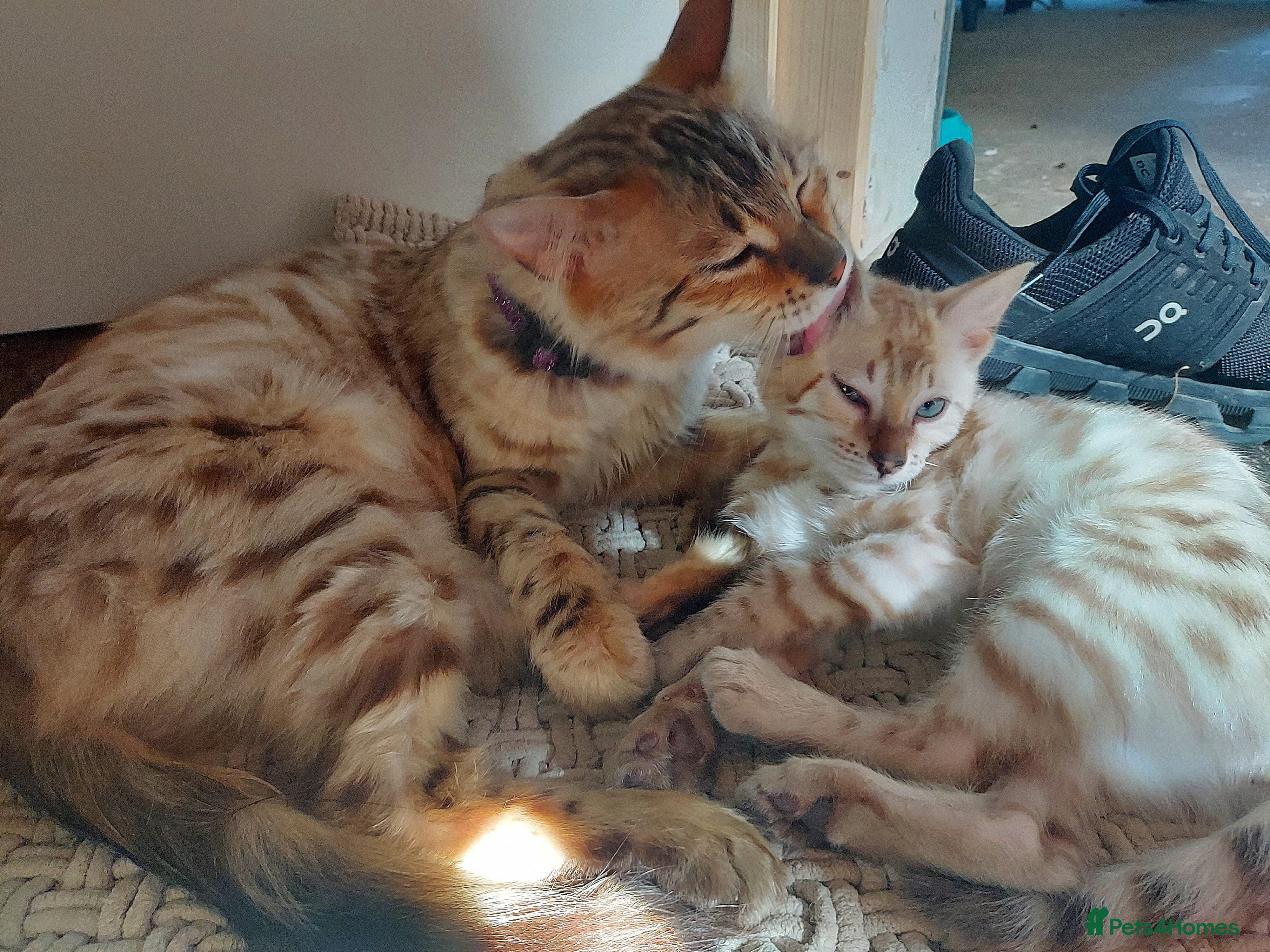 Bengal Kitten 3