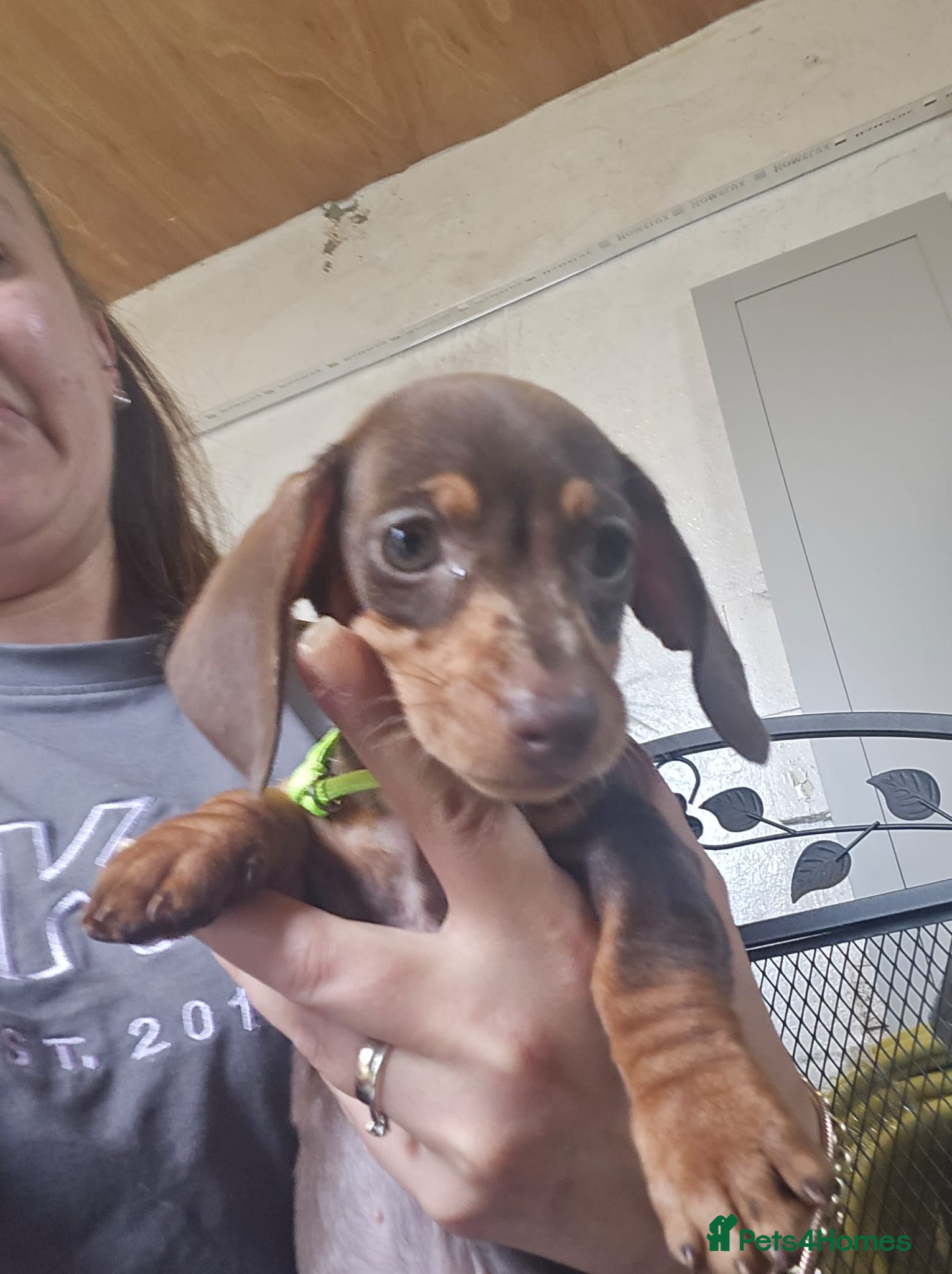 Miniature Dachshund dogs Miniature dachshund pups *READY NOW* - Advert 2