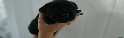 Labrador Retriever dogs for sale: Adorable Labrador Puppies for Sale! - Advert 8