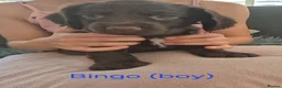 Sprocker dogs for sale: Working Sprocker Chocolate Puppies for sale - Advert 7