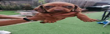 Dachshund 1