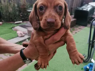 Dachshund dogs 4 dachshund puppies ! - Advert 2