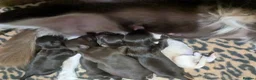 Chihuahua dogs for sale: Five Tiny Chihuahuas, One Very Special Beginning❤️ - Advert 9