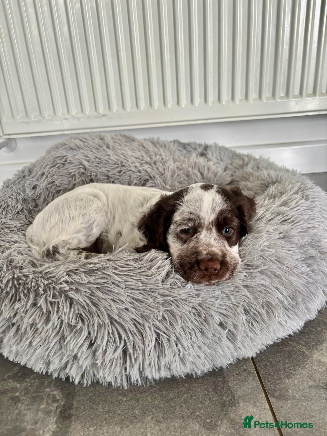 Cocker Spaniel dogs for sale: Pedigree Chocolate Roan WCS Boy - Image 3