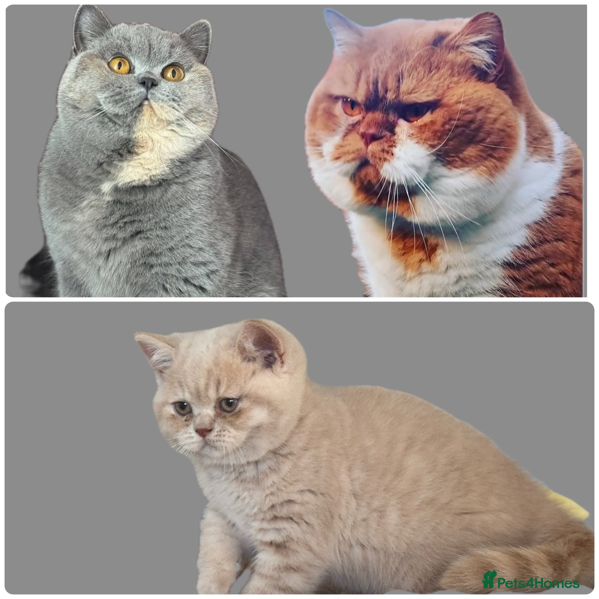 British Shorthair cats TICA CH Parents beautiful cream kitten male . - Advert 16