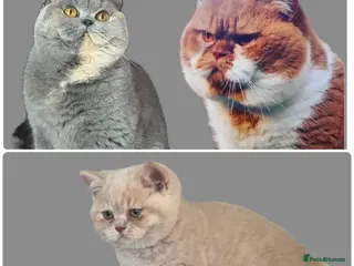 British Shorthair cats TICA CH Parents beautiful cream kitten male . - Advert 16