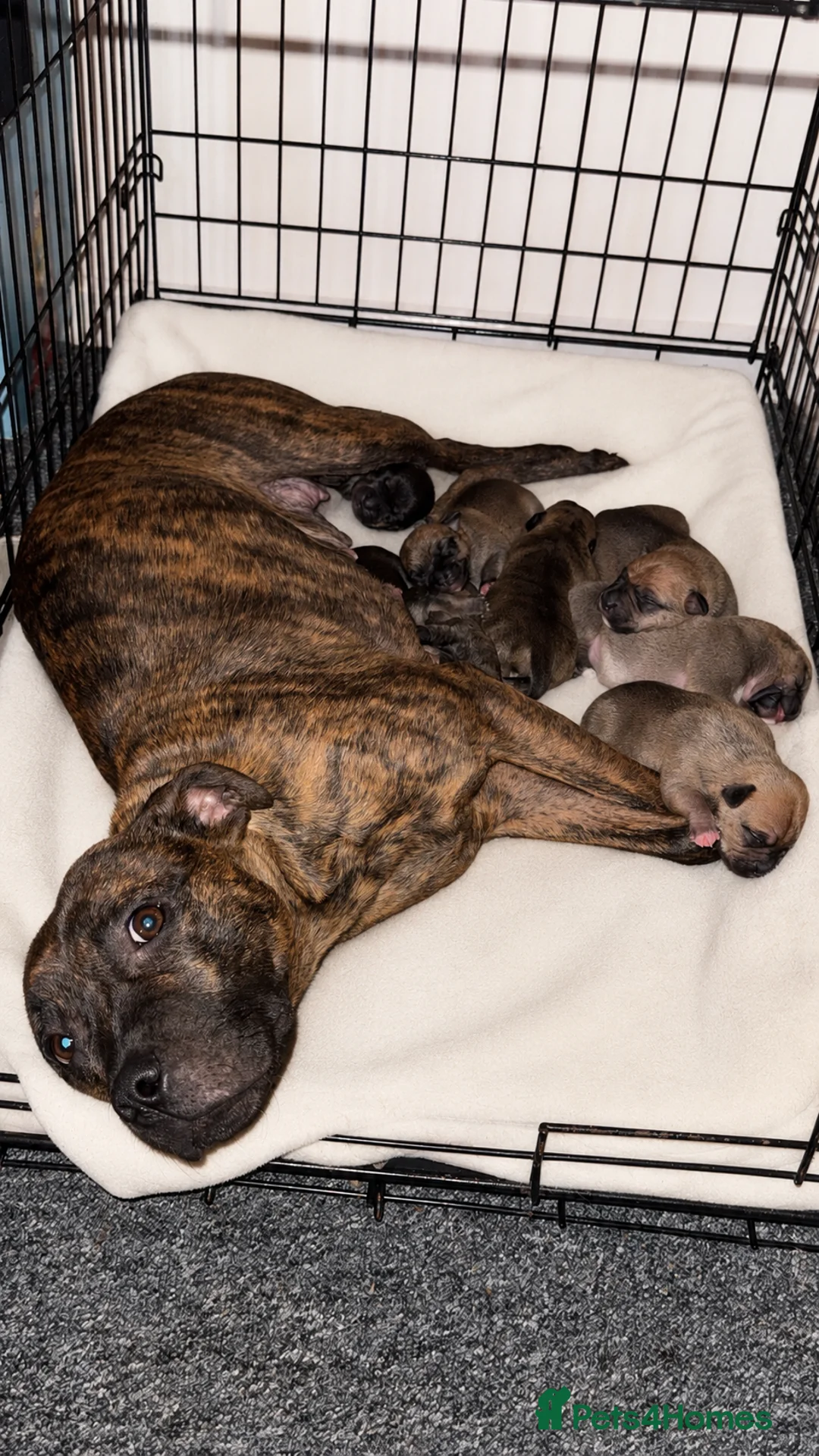 Staffordshire Bull Terrier dogs for sale: Staffy puppies  - Advert 2