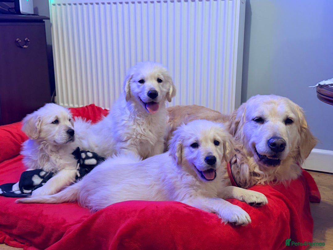 Golden Retriever dogs for sale: Fluffy Bears ready to go. Xx - Advert 1