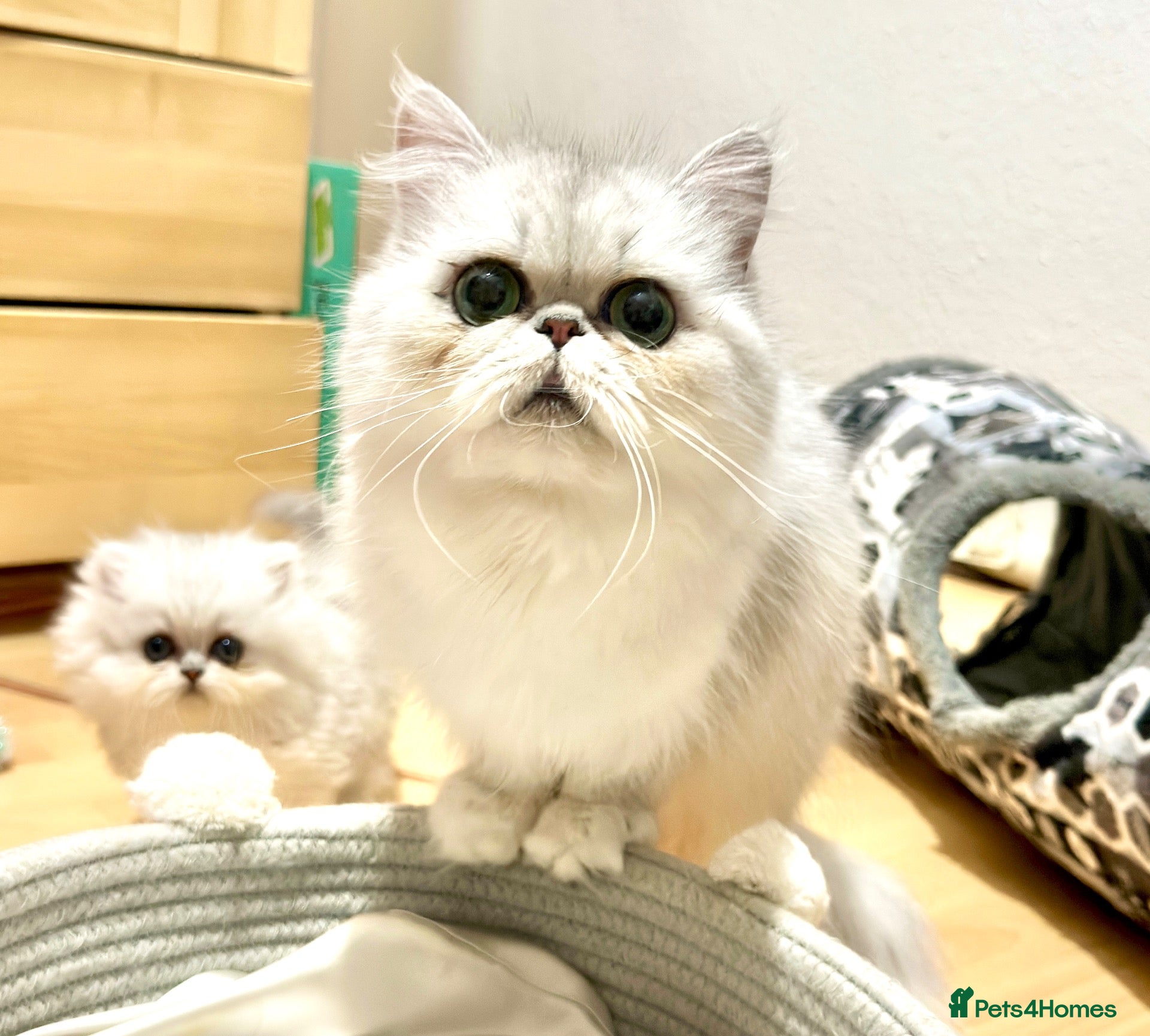 Persian cats Stunning Persian chinchilla kittens  - Advert 7