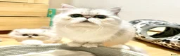 Persian cats for sale: Stunning Persian chinchilla kittens  - Advert 1