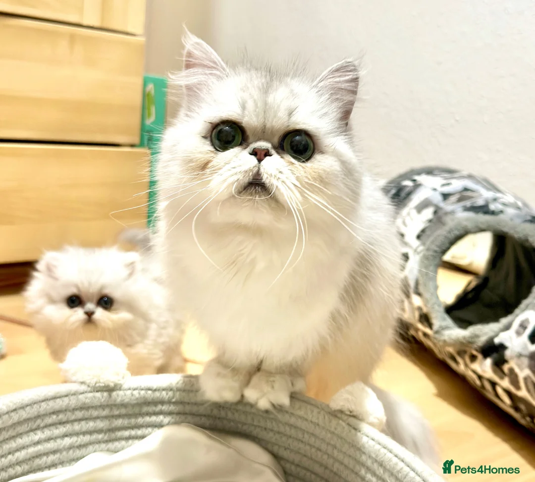 Persian cats for sale: Stunning Persian chinchilla kittens  - Advert 1