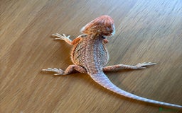Bearded Dragon reptiles for sale: Baby bearded dragons  - Image 4
