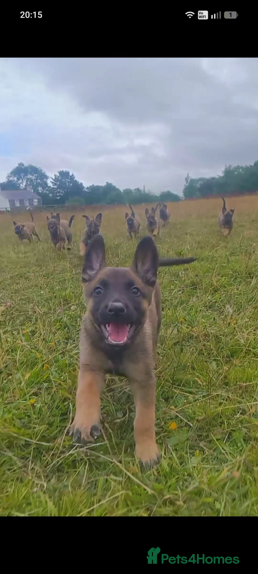 Belgian Shepherd Dog dogs for sale: KC registered Malinois puppies - Advert 2