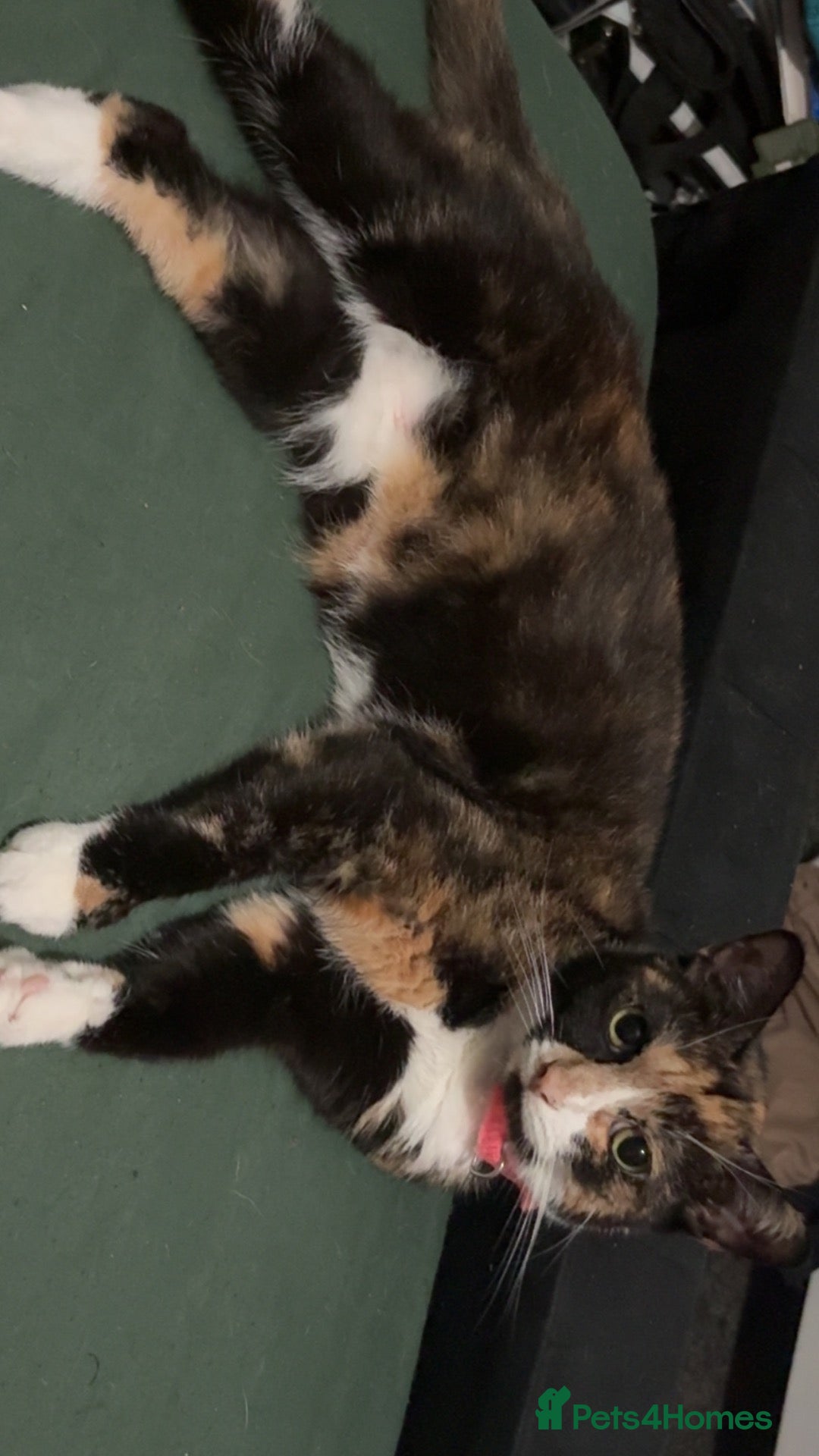 Mixed Breed cats Mixed breed cats.  - Advert 13