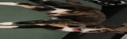 Mixed Breed cats for sale: Mixed breed cats.  - Advert 1