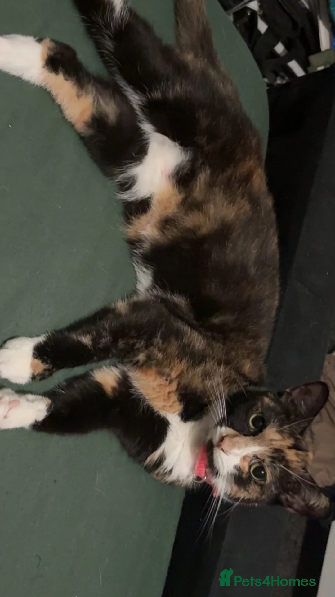 Mixed Breed cats for sale: Mixed breed cats.  - Advert 1