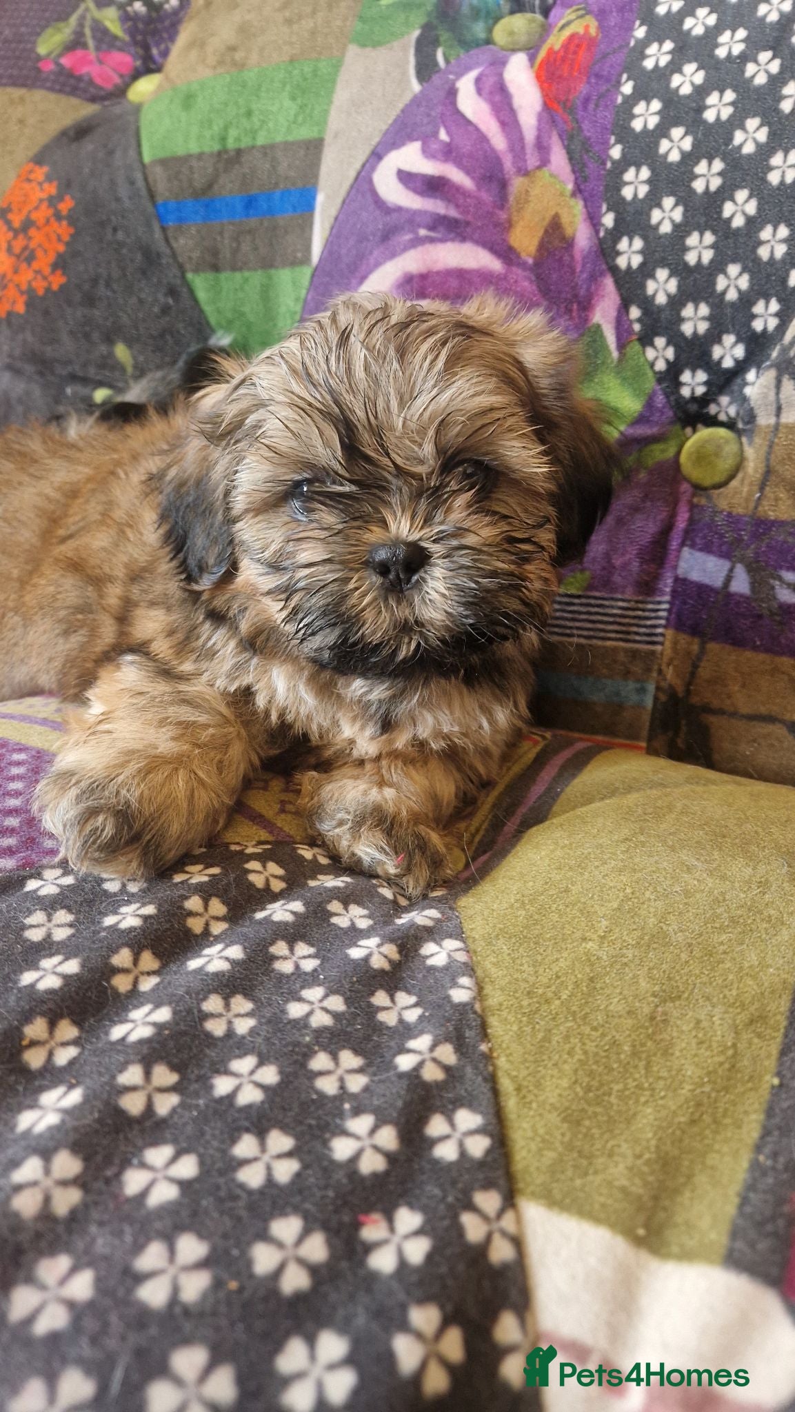 Shih Tzu dogs Shih-tzu pedigree puppies - Advert 3