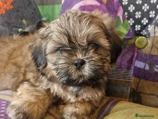 Shih Tzu dogs Shih-tzu pedigree puppies - Advert 3