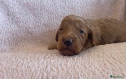 Cockapoo dogs for sale:  Teddy Bear type Cockapoos. - Image 7