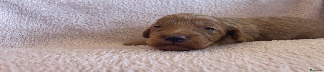 Cockapoo Puppy 4