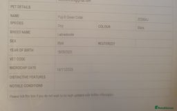 Labradoodle dogs for sale: ☆Ready to leave☆ CHUNKY PUPPIES ☆ - Advert 28