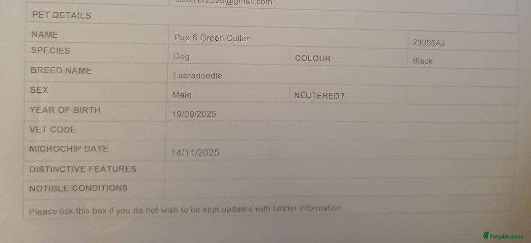 Labradoodle dogs for sale: ☆Ready to leave☆ CHUNKY PUPPIES ☆ - Advert 28