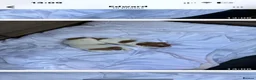 Jack Russell dogs for sale: Jack Russell puppies  - Advert 7