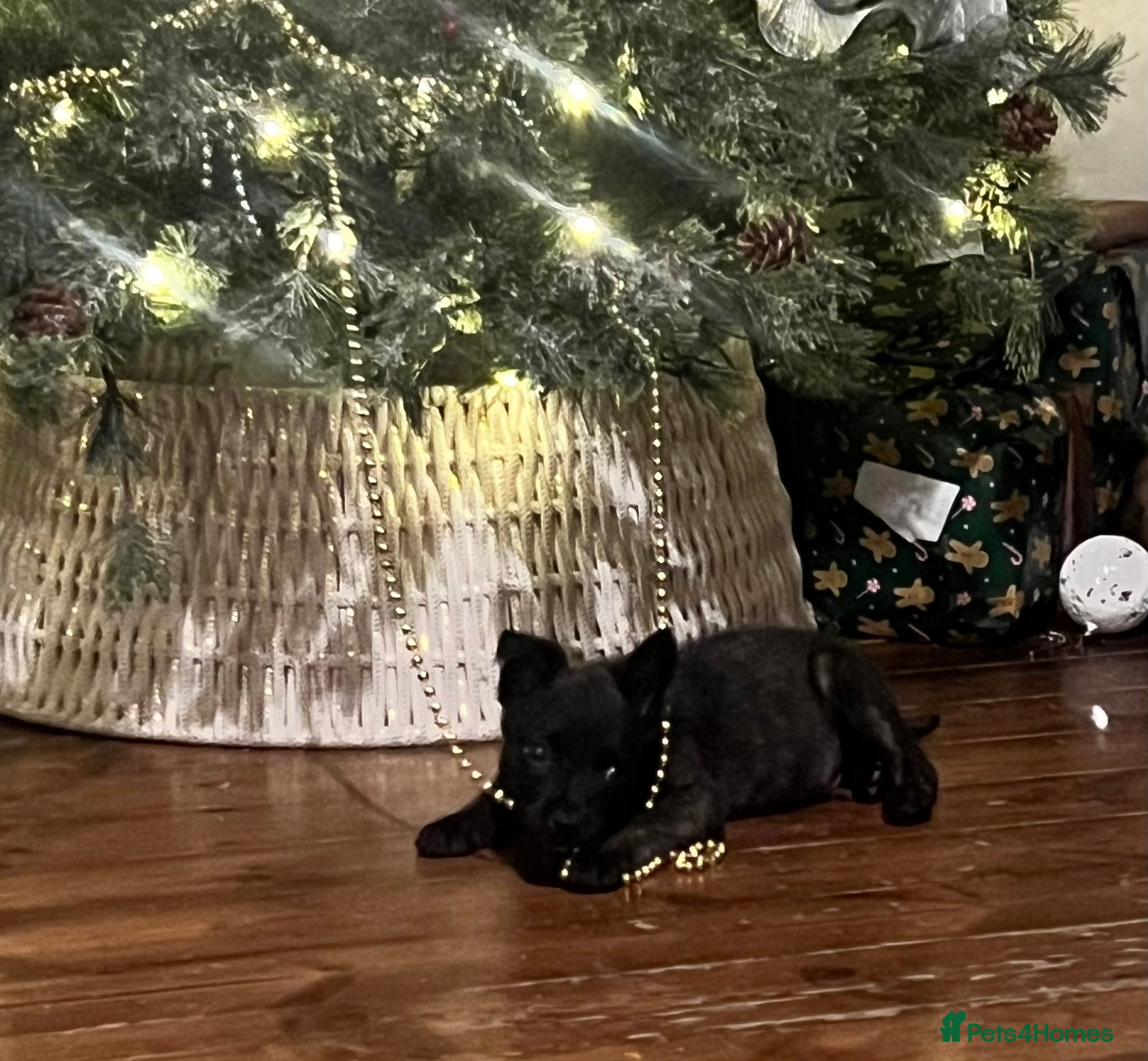 Mixed Breed dogs Belgium Shepherd mix breed - Advert 13