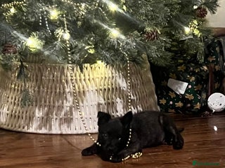 Mixed Breed dogs Belgium Shepherd mix breed - Advert 2