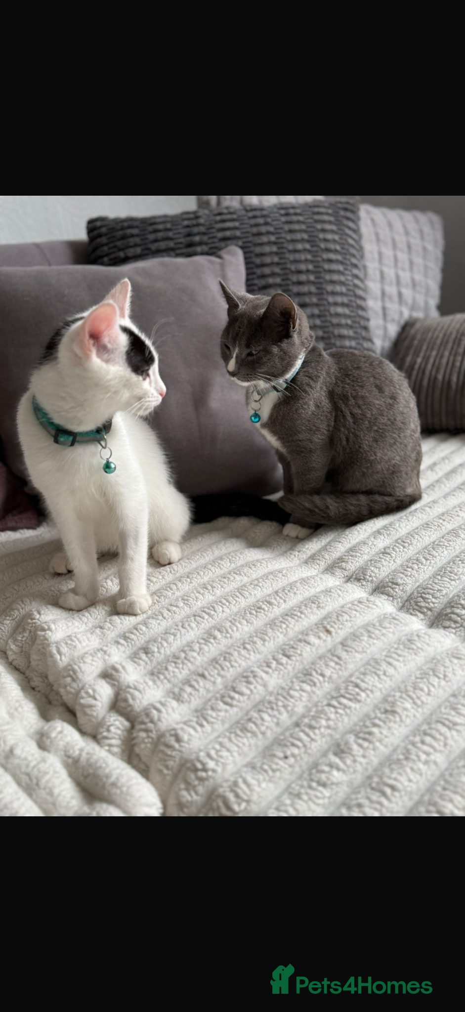 Domestic Shorthair cats Ozzy and Bruno  - Advert 1