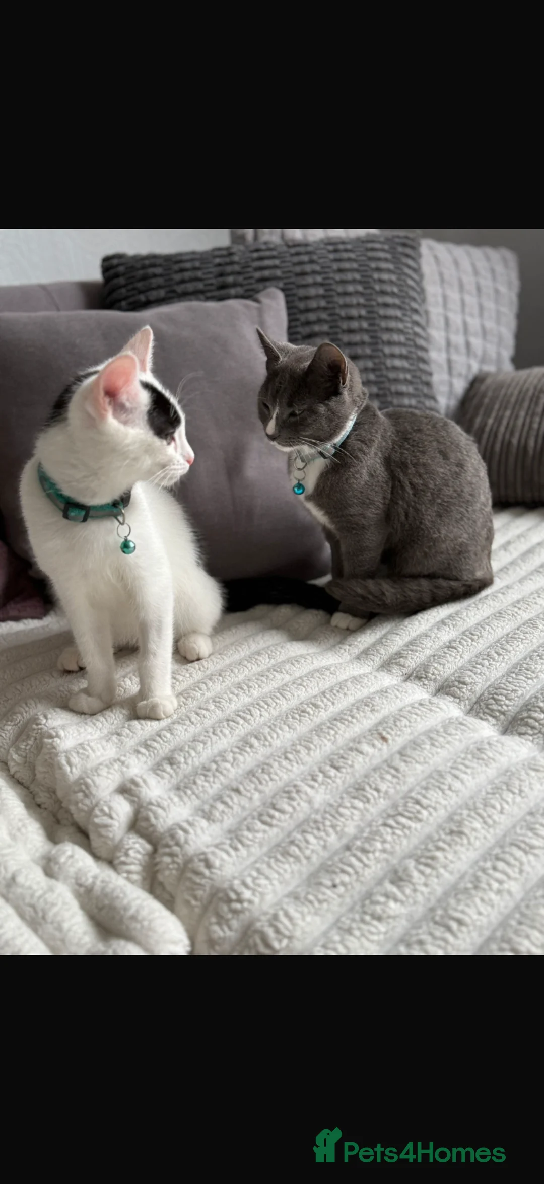 Domestic Shorthair cats for sale: Ozzy and Bruno  in Halesowen - Advert 1