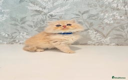 Persian cats for sale: Persian kittens 2 gorgeous boys  - Image 6