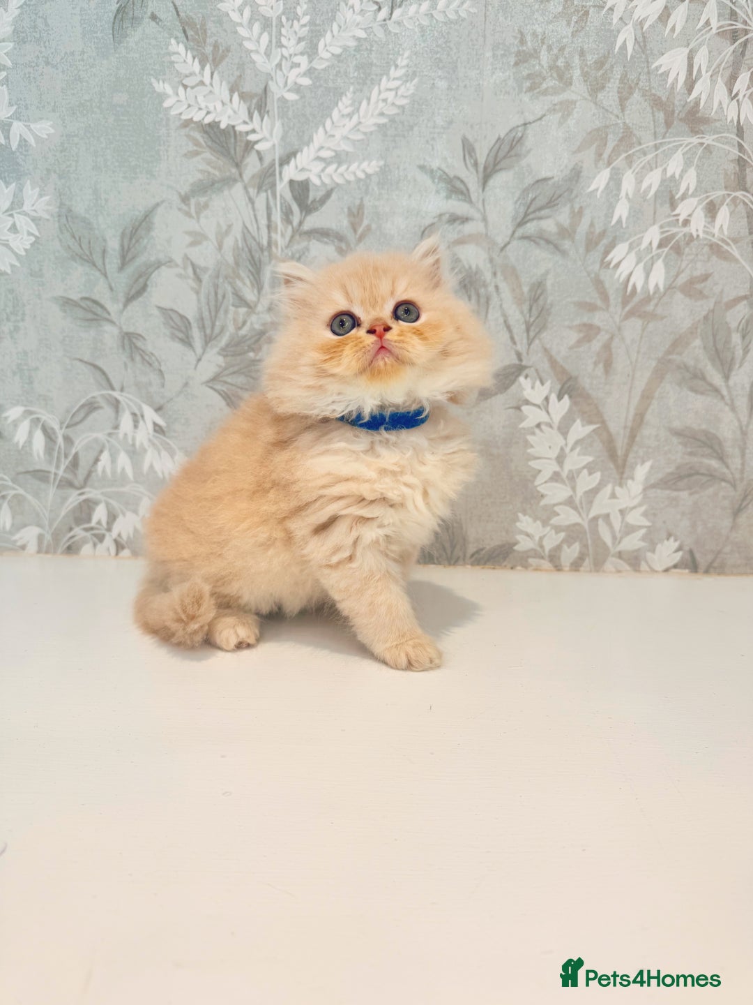Persian cats for sale: Persian kittens 2 gorgeous boys  - Image 6