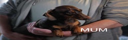 Miniature Dachshund dogs for sale: Adorable KC Registered Miniature Dachshund Puppies - Advert 12