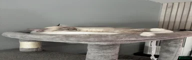 Ragdoll 1