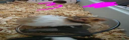 Hamster rodents for sale: Syrian hamsters various colours and genders - Advert 7
