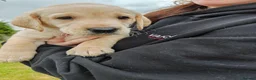 Labrador Retriever dogs for sale: Labrador Puppies  - Advert 3