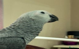 Parrots birds for sale: African grey baby parrot - Image 4