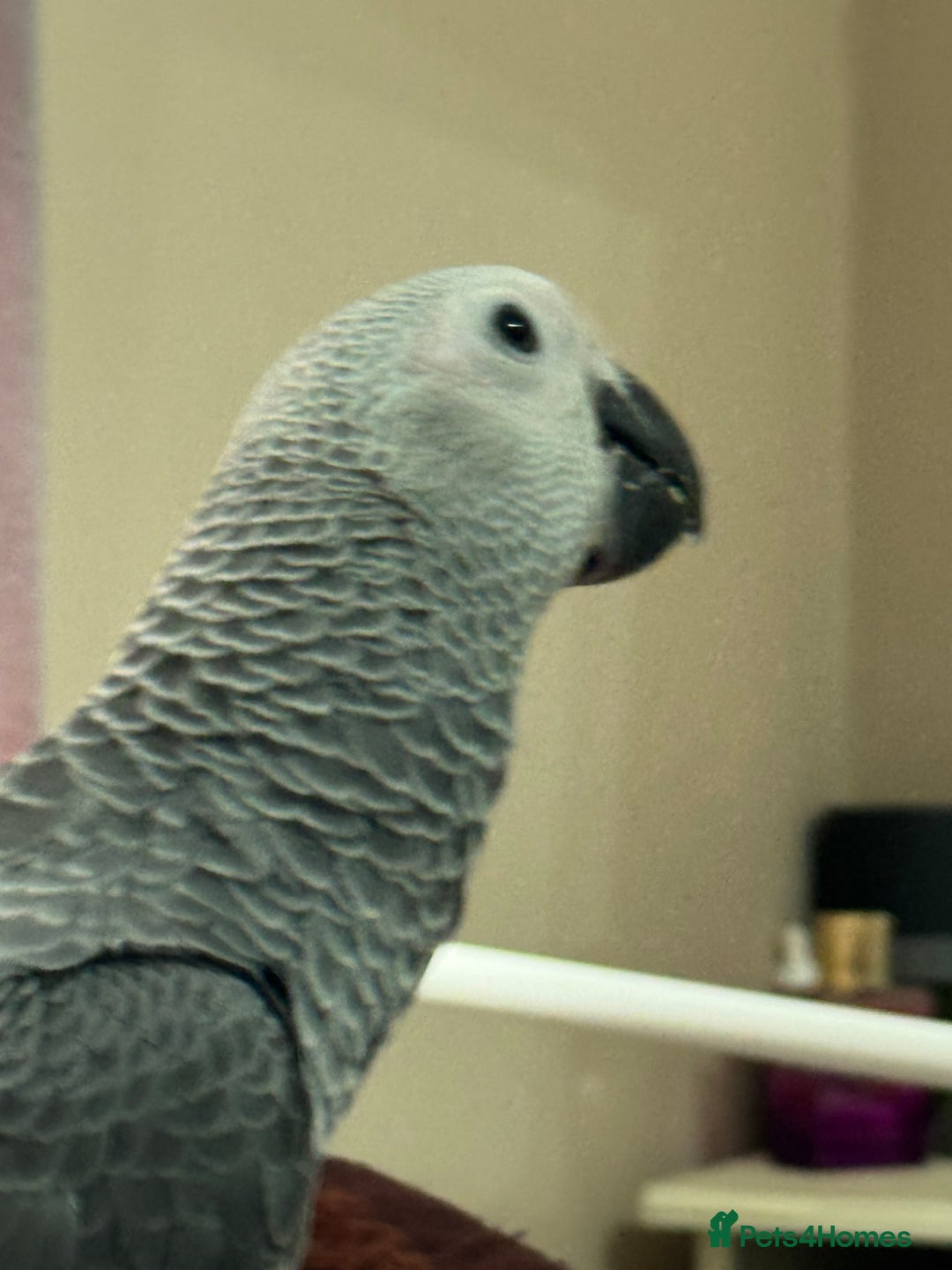 Parrots birds for sale: African grey baby parrot - Image 4