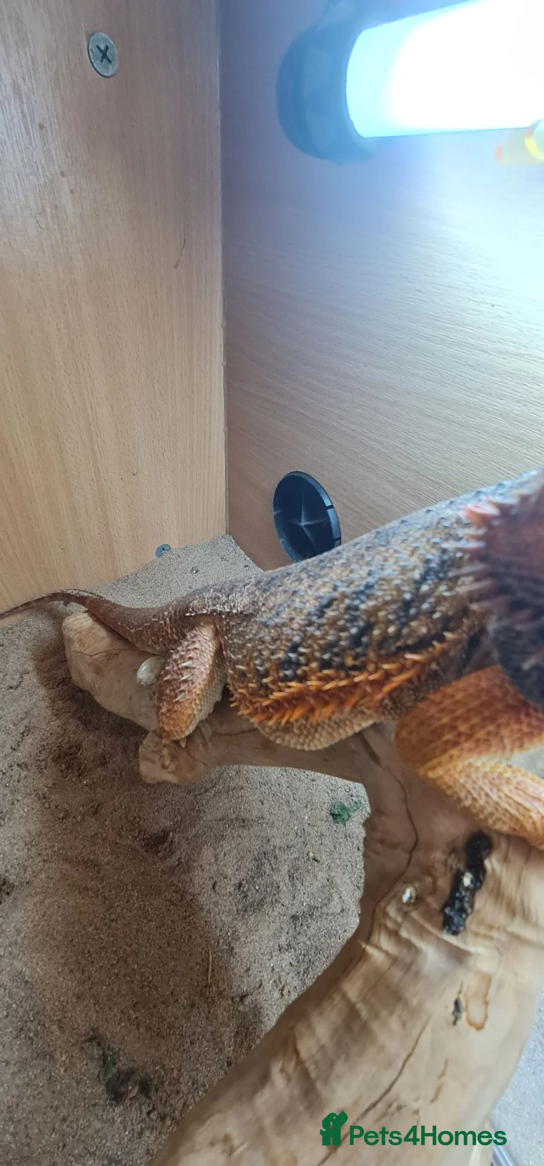 Bearded Dragon reptiles for sale: Adult male + female package - Advert 2