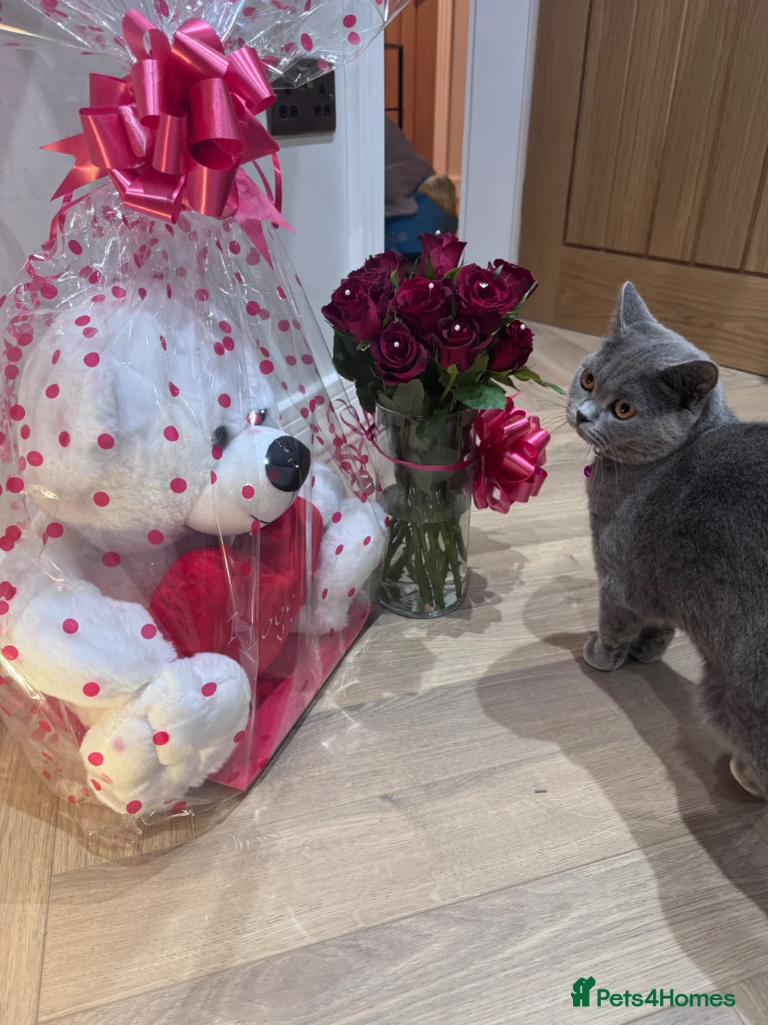 British Shorthair cats for sale: british short hair for sale in Birmingham - Advert 10