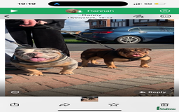 English Bulldog dogs for sale: British Bulldog Female  - Image 4