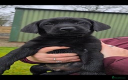 Labrador Retriever dogs for sale: KC Reg Labrador Puppies - Therapy Dog Mum - Image 2