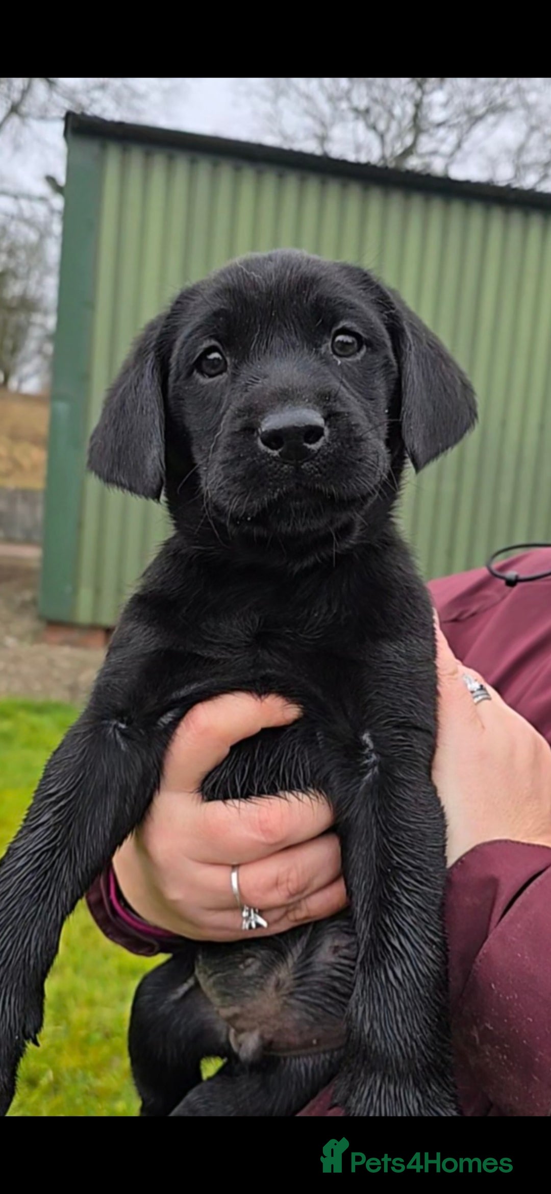 Labrador Retriever dogs for sale: KC Reg Labrador Puppies - Therapy Dog Mum - Image 2