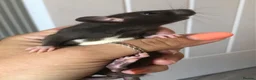 Rat rodents for sale: Baby dumbo rats - Advert 2