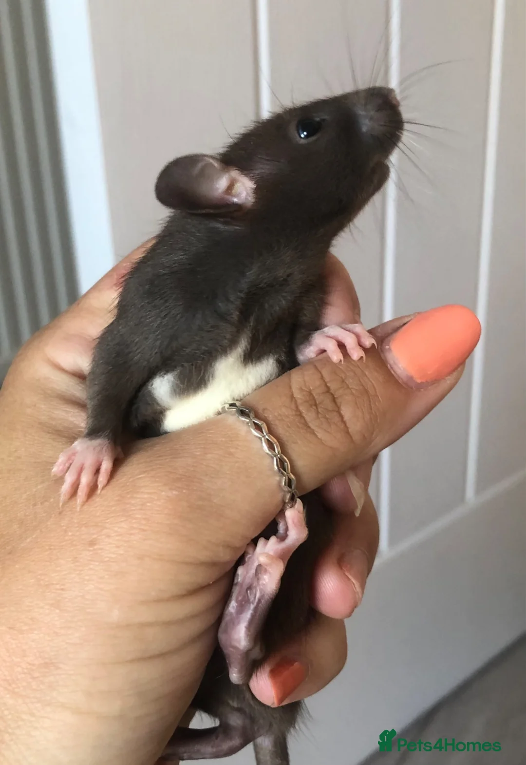 Rat rodents for sale: Baby dumbo rats - Advert 2