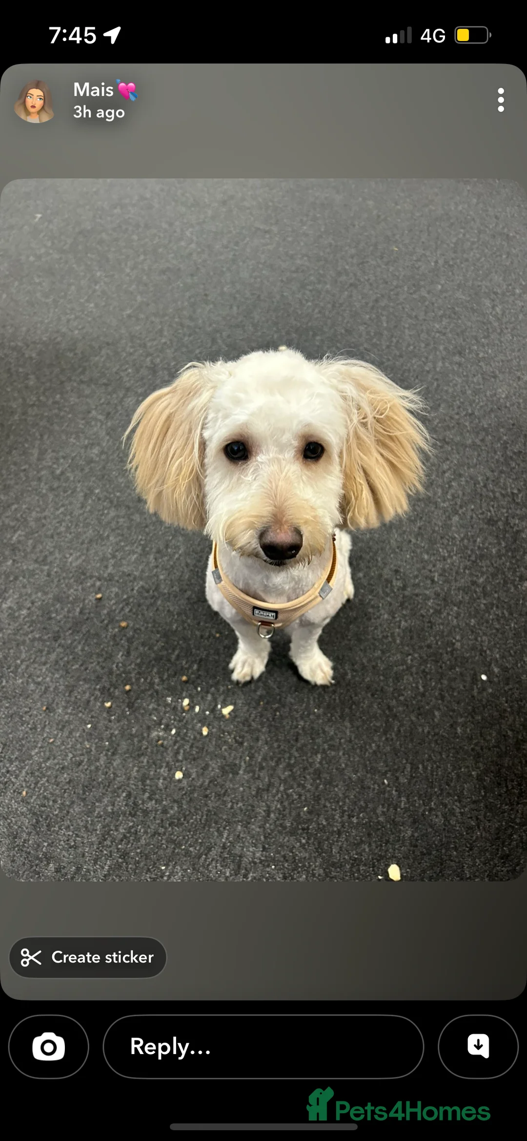 Mixed Breed dogs for sale: Cocka/Cava poo  - Advert 3