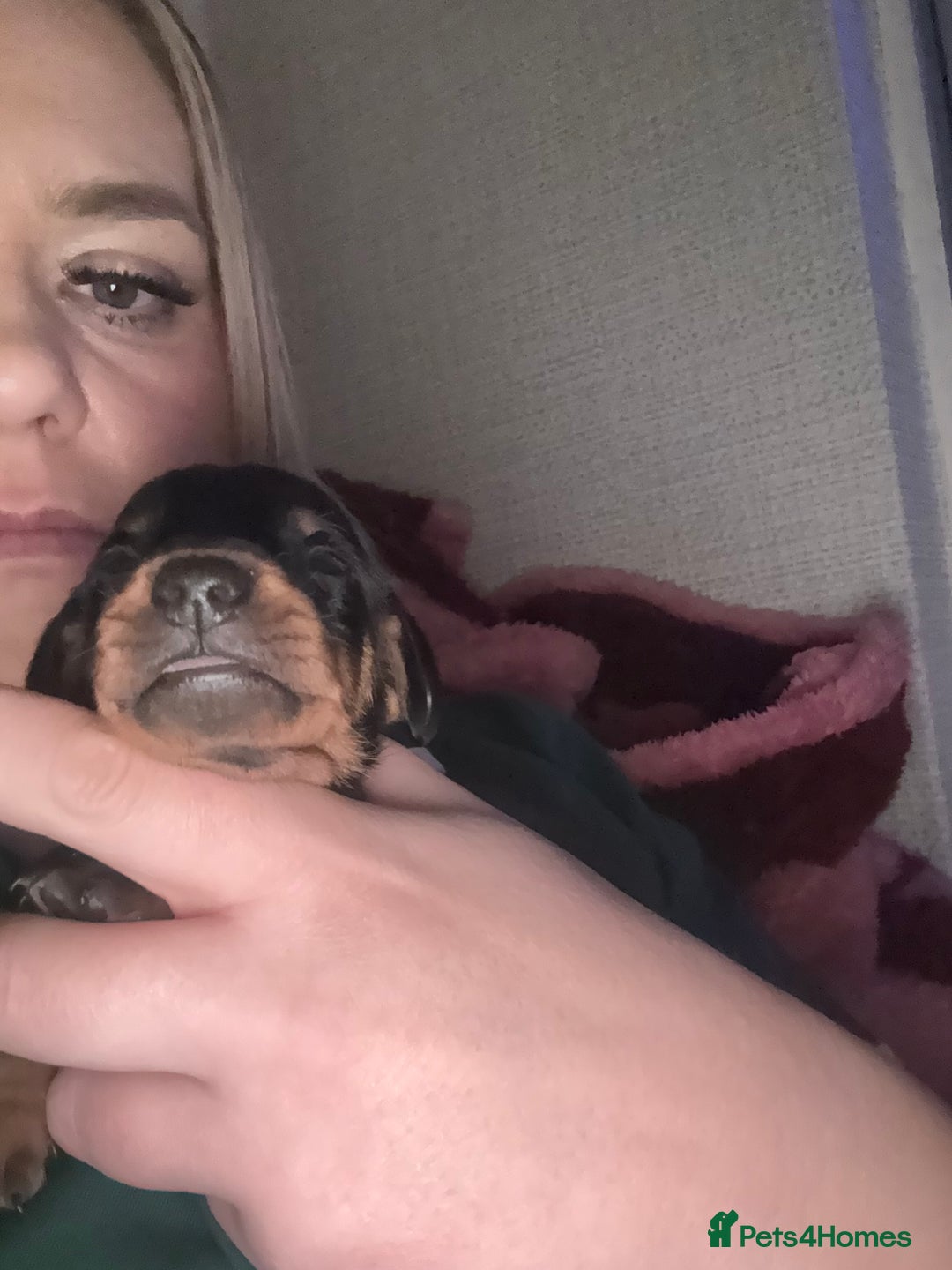 Dachshund dogs for sale: Dachshund for sale  - Advert 3