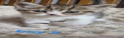 Exotic cats for sale: 4 beautiful exotic x kittens  - Advert 11